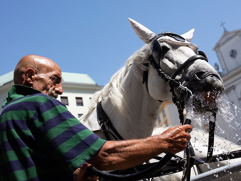 Ein Fiaker-Pferd trinkt Wasser aus einem Schlauch am Michaelerplatz in Wien am Dienstag, 01. August 2017