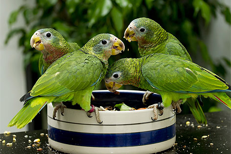 Papageien Jamaikaamazonen