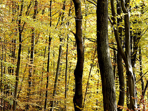 Wienerwald im Herbst