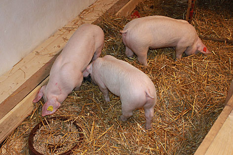 Schweine Vienna Art Week