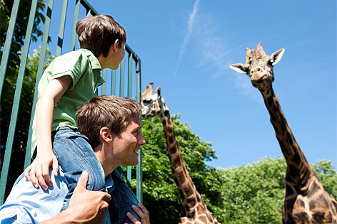 Besucher vor Giraffe im Tiergarten Schönbrunn