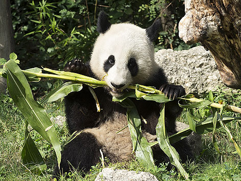 Pandabär Fu Hu im Tiergarten Schönbrunn