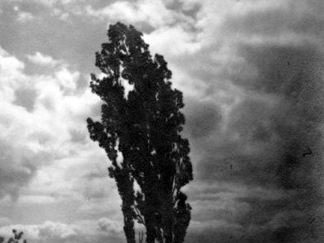 Josef Sudek, "Strom - A Tree", 1950, Galerie Ambrosiana