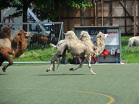 Entlaufene Kamele grasen am Spielfeldrand