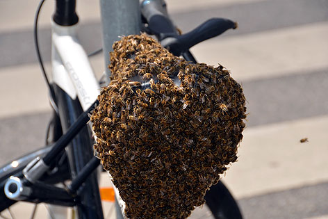 Bienen auf Fahrradsattel
