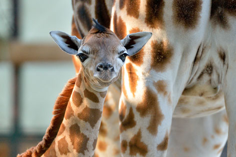 Giraffen-Baby