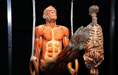 Plastinierte Leiche beim Ringturnen in der "Körperwelten"-Ausstellung im NHM