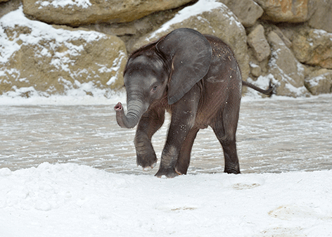 Elefanten im Schnee