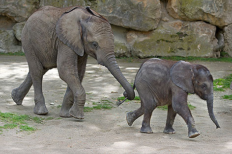 Elefanten Iqhwa und Tuluba im Tiergarten Schönbrunn