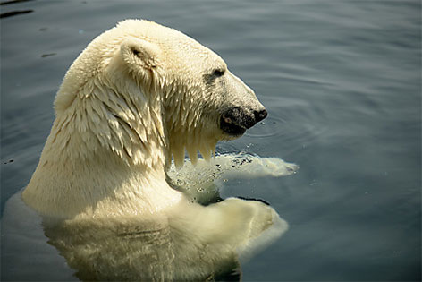 Eisbär im Pool