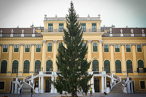 Weihnachtsbaum vor dem Schloss Schönbrunn wird aufgestellt