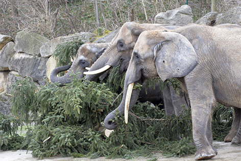 Schönbrunner Christbaum an Elefanten verfüttert