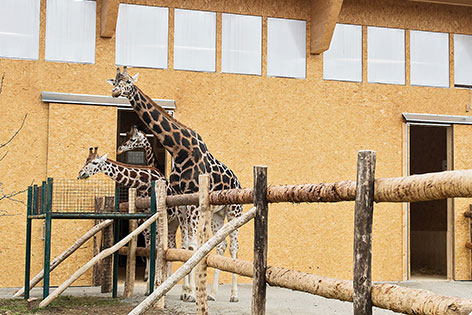 Giraffen im Übergangsquartier in der Maria-Theresien-Kaserne