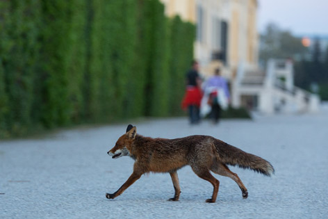 Fuchs vor dem Schloss Schönbrunn
