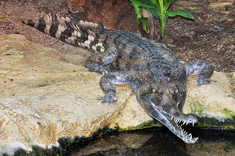 Gavial-Krokodile