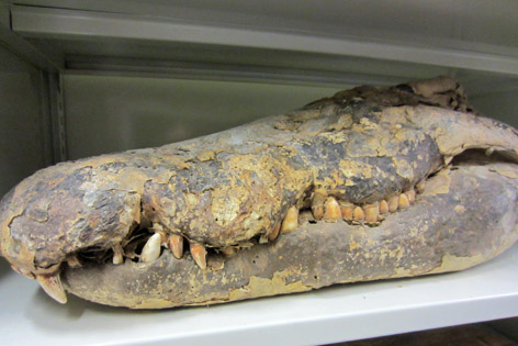 Mumifizierter Krokodilschädel