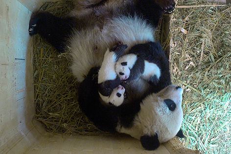 Pandazwillinge mit Mutter am 30. September