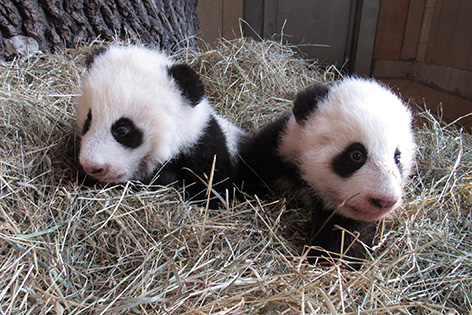 Die Pandazwillinge im Tiergarten Schönbrunn sind am Dienstag, 15. November 2016, 100 Tage alt.