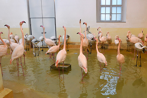 Flamingos in Winterquartier