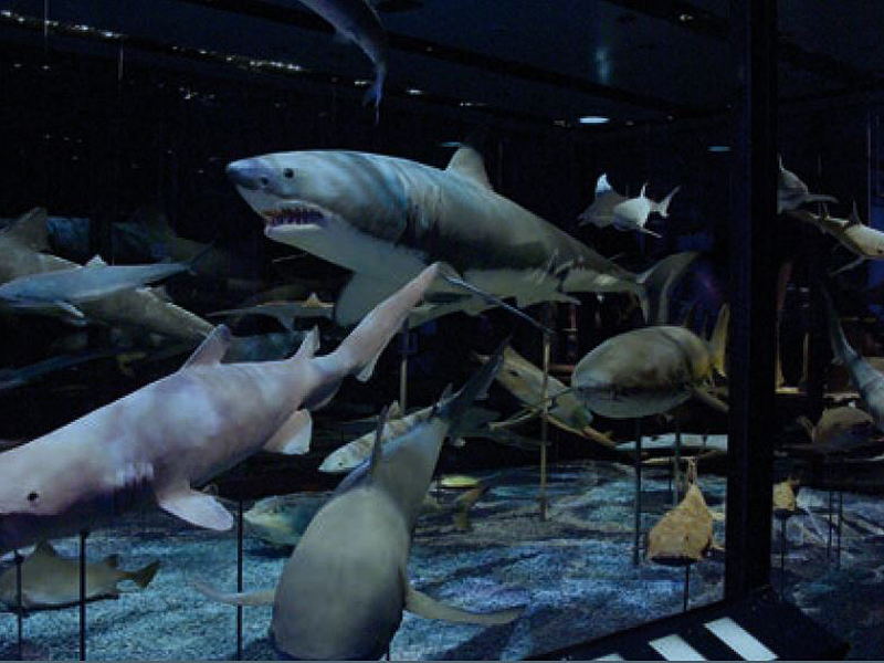 In Europas größter Hai- und Rochenvitrine im NHM