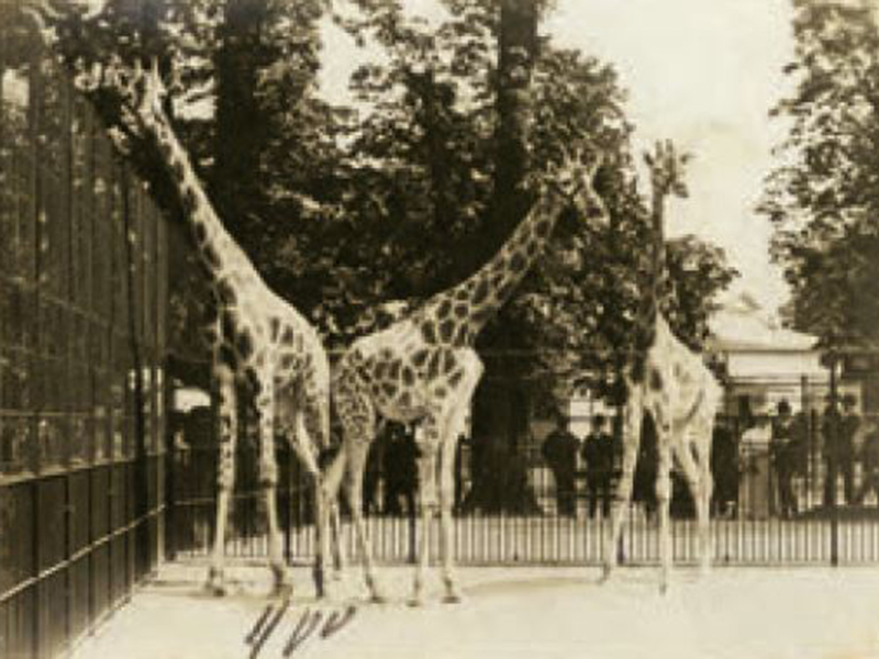 Im Jahr 1828 kam die erste Giraffe nach Schönbrunn