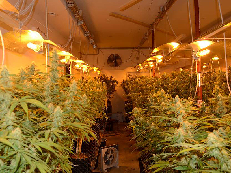 Cannabis Plantage in Ottakring