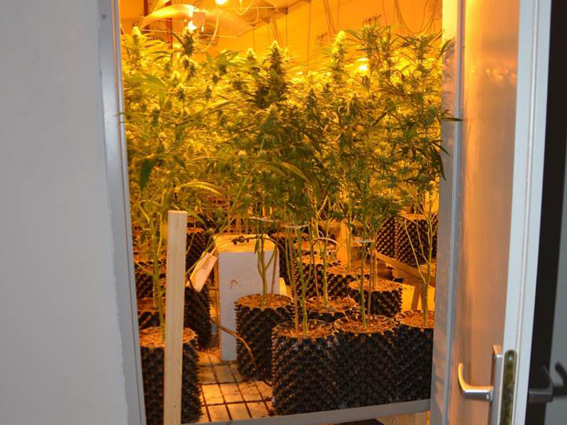 Cannabis Plantage in Wohnung in Ottakring