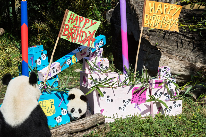 Pandabären Geburtstag