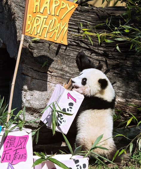Pandabären Geburtstag