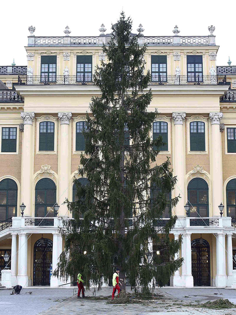 Weihnachtsbaum Schönbrunn
