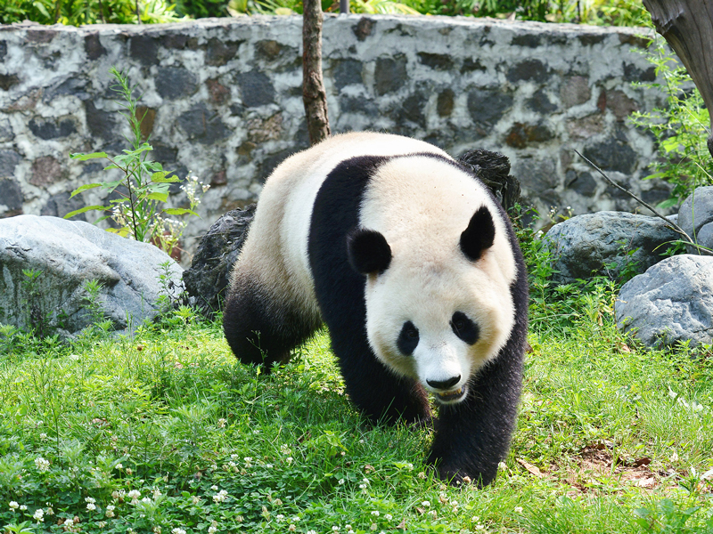 Panda Fu Bao