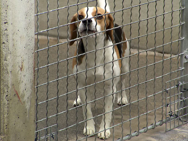 Hund im Tierschutzhaus Wien