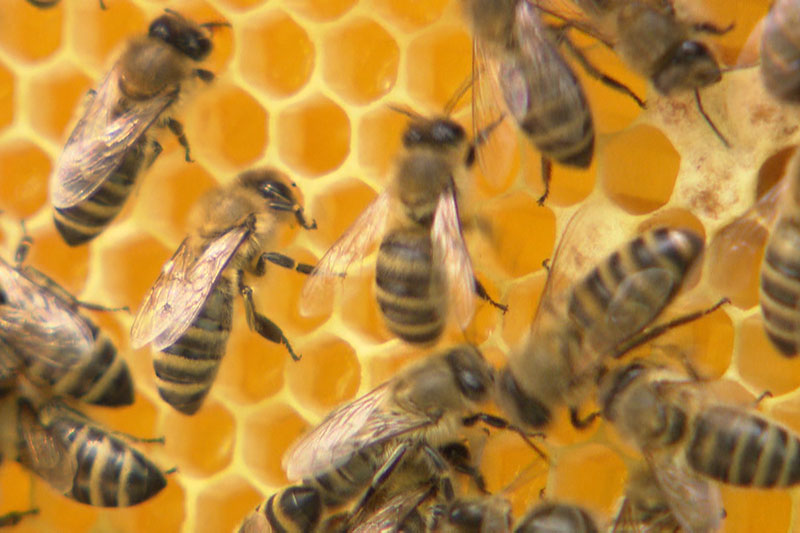 Imkerei Bienen Jungimker Honig