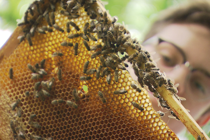 Imkerei Bienen Jungimker Honig