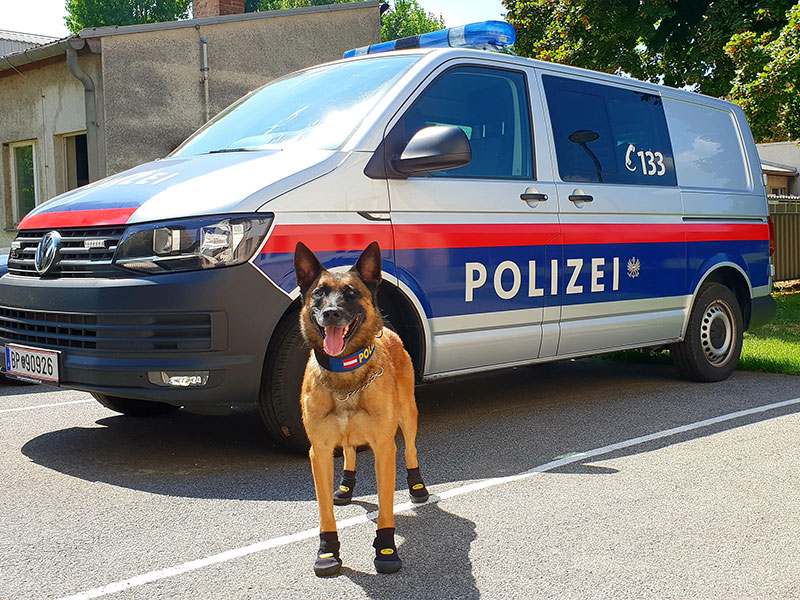 Pfotenschutz für Polizeihunde bei Hitze